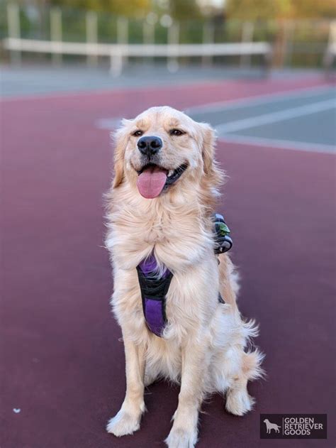 Why Do Golden Retrievers Smile? - Golden Retriever Goods