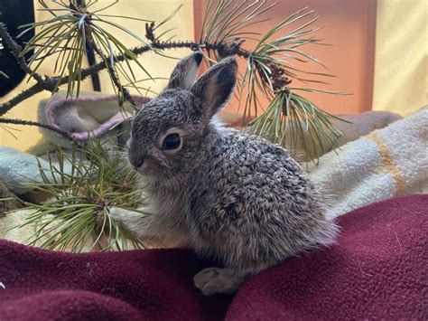 Albertans urged to leave baby hares be - DiscoverAirdrie.com - Local ...