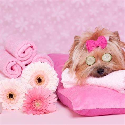 Dog Grooming & Spa | Paw Hills Luxury Pet Hotel & Spa