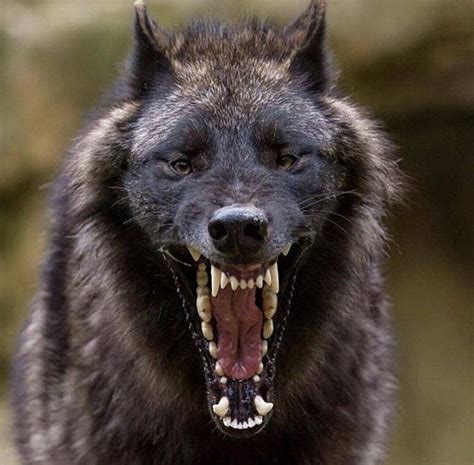 A black wolf formidably opening his mouth wide | Black wolf, Animals ...