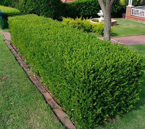 Edging and Hedging | Mikes Grassing Around