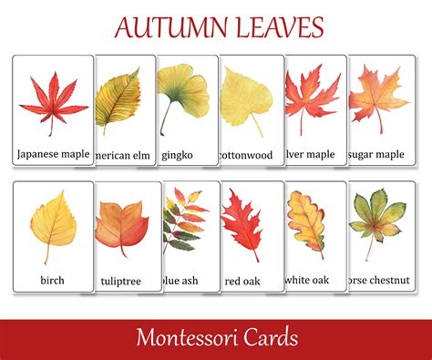 Fall Leaves Identification Montessori 3 Part Cards Preschool - Etsy