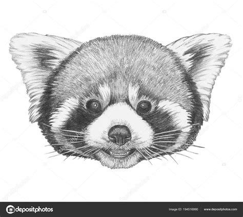 Lovely Red Panda Sketch Portrait Isolated White Stock Photo by ...