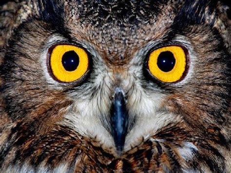 20 Owls Who Are Trying Really Hard To Hypnotize You Right Now | Owl ...