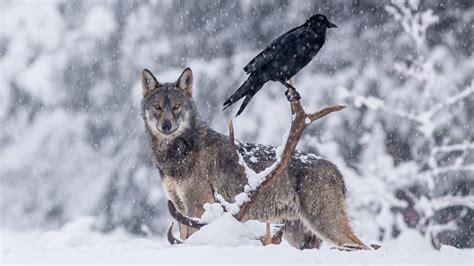 The Unexpected Relationship Between Wolves And Ravens