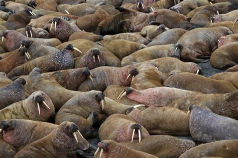 16 Wondrous Walrus Facts - Fact Animal