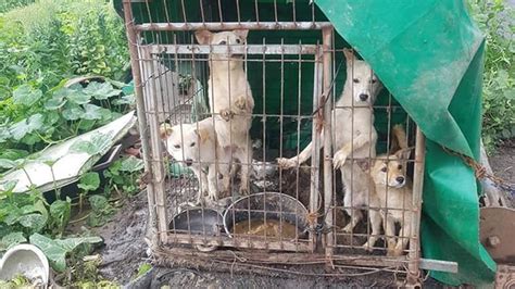 The Dog Meat Trade - Ruff Start Rescue