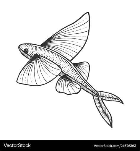 Flying fish sketch engraving Royalty Free Vector Image