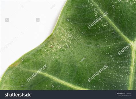 301 Black Spider Mites On Plants Images, Stock Photos & Vectors ...