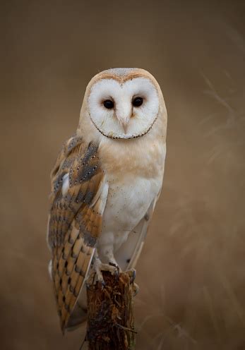 Barn Owl Sitting On Perch Stock Photo - Download Image Now - iStock