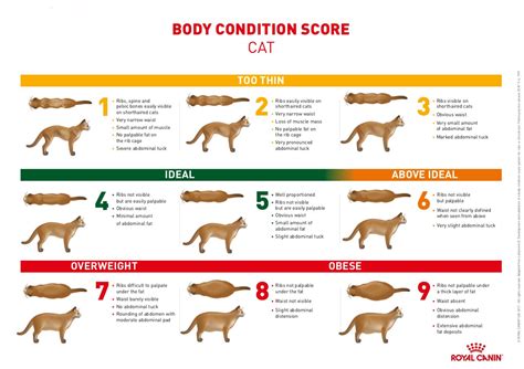 Cat Obesity -- how to keep your cat at a healthy weight — Just Cats ...