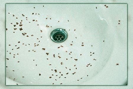 Little Black Worms in the Shower? How to Get Rid of Drain Flies