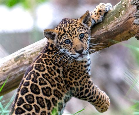 Jaguar | San Diego Zoo Wildlife Explorers