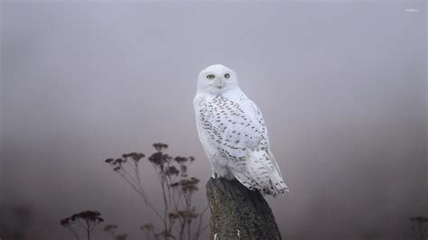 Snowy Owl Wallpapers - Top Free Snowy Owl Backgrounds - WallpaperAccess