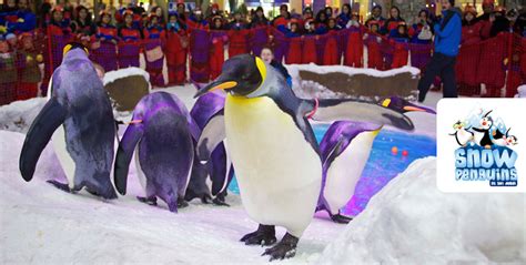 Meet the Penguins Up Close at Ski Dubai | Cobone Offers