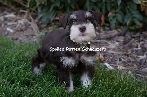 Liver and Tan Schnauzers « Spoiled Rotten Schnauzers