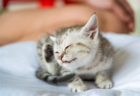 6 Reasons Your Kitten Is Crying | PetMD