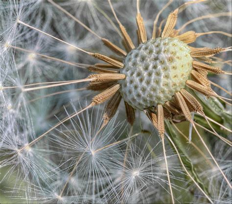 Fractal Patterns In Nature: How to Help Your Outdoorsy Kid Love Math ...