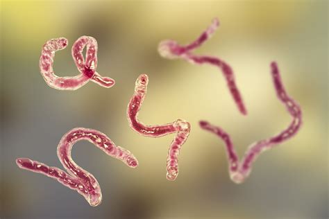 Parasite Primer: Find Out About the Different Types