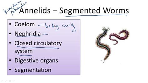 Segmented Worm Anatomy