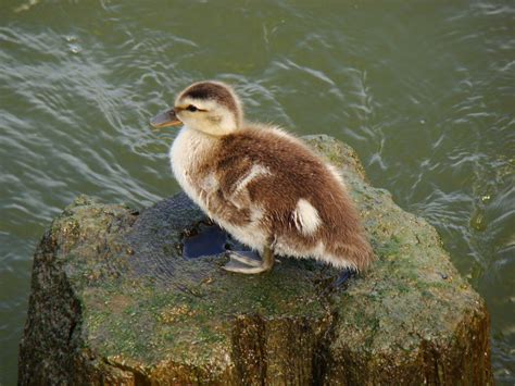 Gadwall Ducklings - The HUDSON RIVER PARK Companion