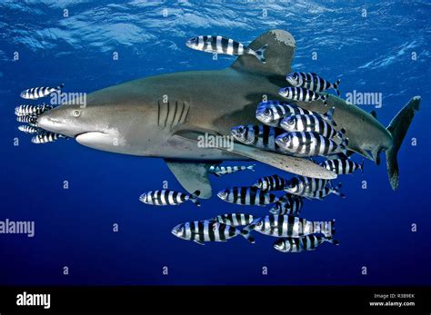 Pilot Fish High Resolution Stock Photography and Images - Alamy