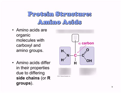 Proteins (biomolecules) Diagram | Quizlet