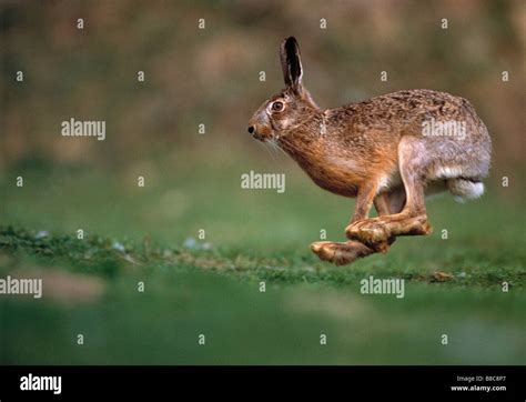 BROWN HARE running Stock Photo - Alamy