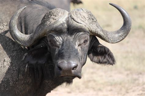 Wildlife pic of the week: The African Buffalo