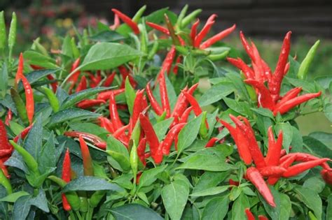 Super Chili Pepper Guide: Heat, Flavor, Uses, Pairings