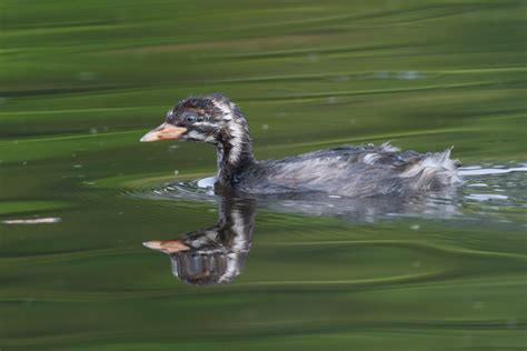 Little Grebe – Birds of Singapore