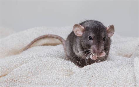 Rat Noises: 8 Common Rat Sounds & The Meaning Behind Them (Videos)