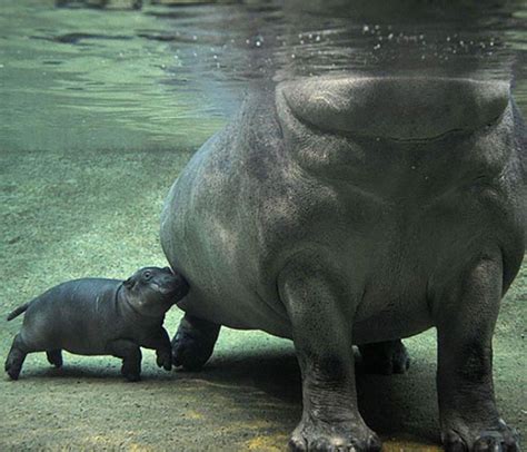 Baby Hippopotamus