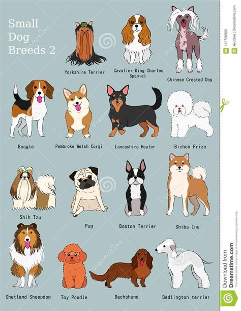 Cute Dog Breeds