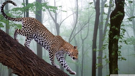 🔥 [50+] Jungle Animals Wallpapers | WallpaperSafari