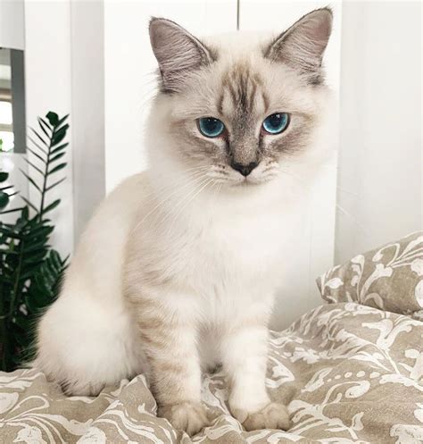 Blue point lynx mitted ragdoll cat | Blue point cat, Ragdoll cat breed ...