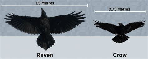 Is A Raven A Bird Of Prey - Bird Walls