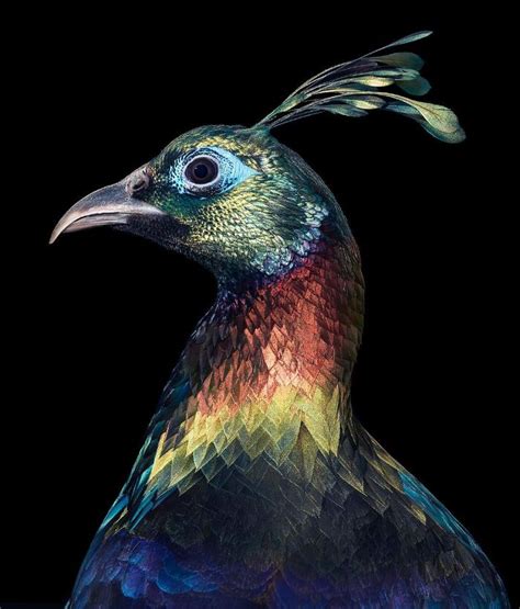 25 Portraits Of Rare And Endangered Birds That Look Simply Stunning ...