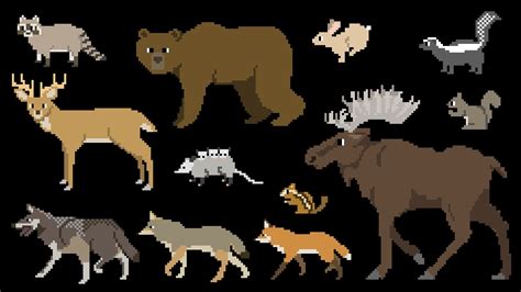 Animals In North America Forest