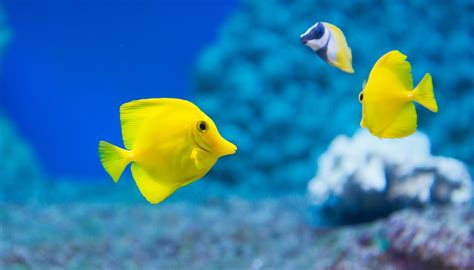 5 Characteristics That All Fish Have in Common | Sciencing