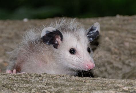 possum Baby Possum, Awesome Possum, Opossum, Cute Funny Animals, Cat ...