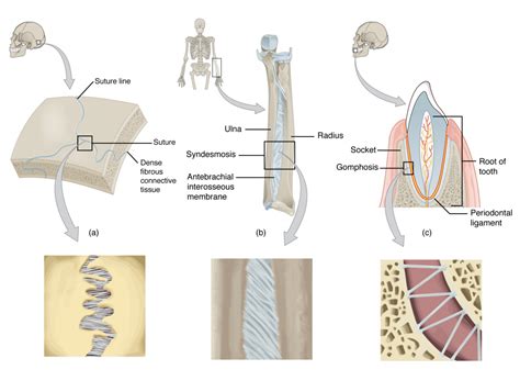 9.2 Fibrous Joints – Anatomy & Physiology