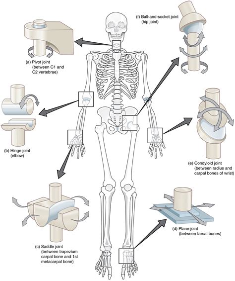 Structure and function of synovial joints – HSC PDHPE