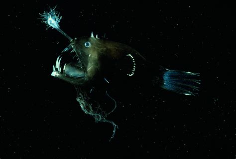 Black Sea Devil Anglerfish