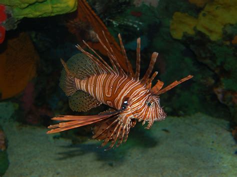 The Online Zoo - Red Lionfish