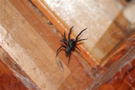 Black House Spider? : australia