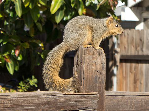 The Odd Sock: Squirrel Nests