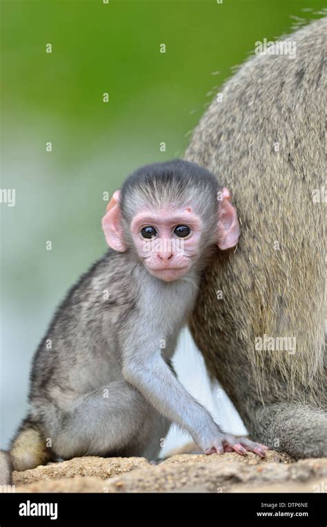 Monkey with her baby hi-res stock photography and images - Alamy