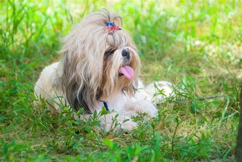 Shih Tzu Fluffy Teacup Puppies : Teacup Maltese Shih Tzu Puppies Search ...