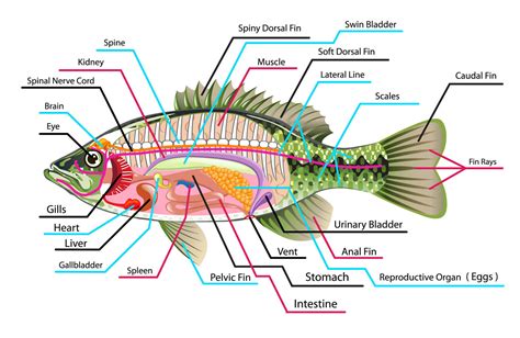 Anatomy Of A Bony Fish